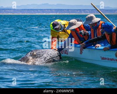 Il vitello di balena grigia della California Eschrictius robustus, oltre ad essere toccato dalla barca dai turisti nella laguna di San Ignacio, bassa California, Messico, Nord America C. Foto Stock