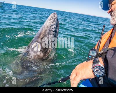 Vitello di balena grigia della California Eschrictius robustus, con un turista entusiasta nella laguna di San Ignacio, bassa California, Messico, Nord America Copyright: Michael Foto Stock