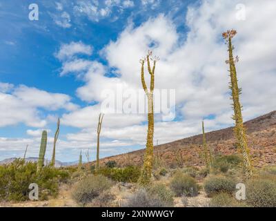 Boojum Tree Fouquieria columnaris, appena fuori Bahia de los Angeles, Baja California, Mare di Cortez, Messico, Nord America Copyright: MichaelxNolan 1 Foto Stock