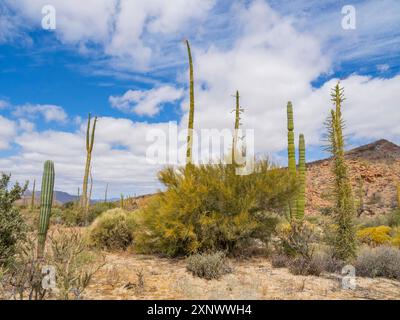 Boojum Tree Fouquieria columnaris, appena fuori Bahia de los Angeles, Baja California, Mare di Cortez, Messico, Nord America Copyright: MichaelxNolan 1 Foto Stock