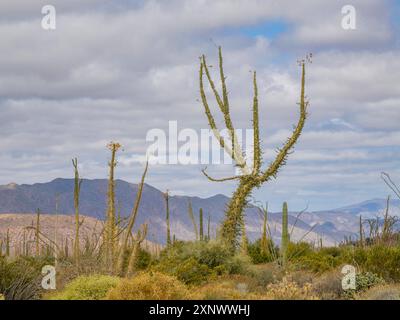 Boojum Tree Fouquieria columnaris, appena fuori Bahia de los Angeles, Baja California, Mare di Cortez, Messico, Nord America Copyright: MichaelxNolan 1 Foto Stock