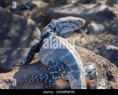 Iguana Ctenosaura conspicuosa di San Esteban, endemica di Isla San Esteban, Baja California, Messico, Nord America Copyright: MichaelxN Foto Stock