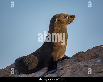 Otarie orsine di Guadalupe (Arctocephalus townsendi), a New haul out sull'isola di Las Animas, Baja California Sur, Mare di Cortez, Messico, Nord America Foto Stock