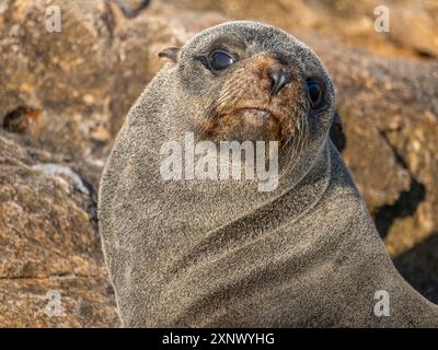 Otarie orsine di Guadalupe (Arctocephalus townsendi), a New haul out sull'isola di Las Animas, Baja California Sur, Mare di Cortez, Messico, Nord America Foto Stock