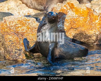 Otarie orsine di Guadalupe (Arctocephalus townsendi), a New haul out sull'isola di Las Animas, Baja California Sur, Mare di Cortez, Messico, Nord America Foto Stock