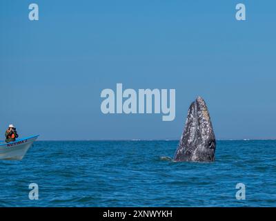 Balena grigia della California (Eschrictius robustus), spionaggio vicino alla barca nella laguna di San Ignacio, bassa California, Messico, Nord America Foto Stock