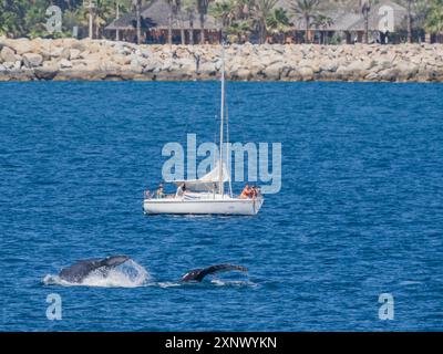 Megattere (Megaptera novaeangliae), vicino alla barca turistica al largo di San Jose del Cabo, Baja California Sur, Messico, Nord America Foto Stock