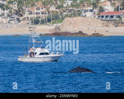 Megattere (Megaptera novaeangliae), vicino al peschereccio, San Jose del Cabo, Baja California Sur, Messico, Nord America Foto Stock