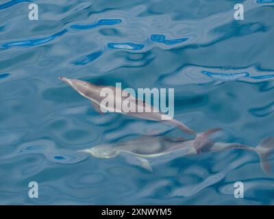 Un paio di delfini comuni dal becco lungo (Delphinus capensis), che affiorano al largo di Gorda Banks, bassa California Sur, Messico, Nord America Foto Stock