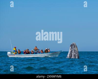 Balena grigia della California (Eschrictius robustus), spionaggio vicino alla barca nella laguna di San Ignacio, bassa California, Messico, Nord America Foto Stock