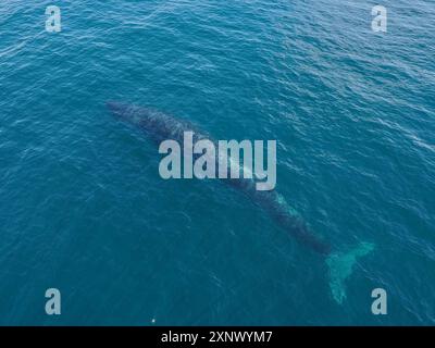Delfino, Mare di Cortez, Golfo di California, Messico, Nord America Foto Stock