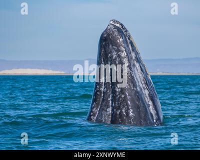 Balena grigia della California (Eschrictius robustus), spionaggio nella laguna di San Ignacio, bassa California, Messico, Nord America Foto Stock