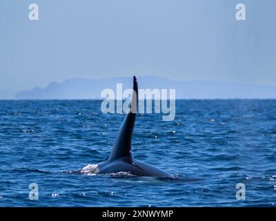 Branco di balene (Orcinus orca), al largo di Punta Colorada, Isla San Jose, Baja California Sur, Messico, nord America Foto Stock