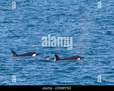 Orche assassine (Orcinus orca), al largo di Isla Carmen, Baja California Sur, Messico, Nord America Foto Stock