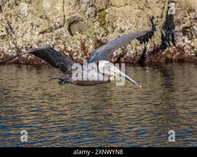 Pellicano bruno adulto (Pelecanus occidentalis), che prende il volo su un piccolo isolotto vicino a Isla Salsipuedes, bassa California, Messico, Nord America Foto Stock