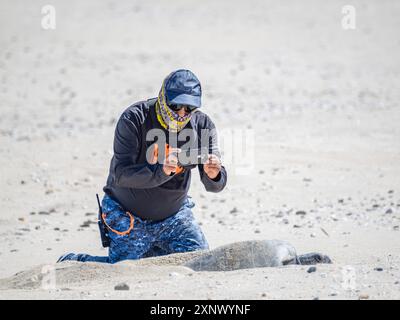 Uomo in ginocchio per scattare una foto di una tartaruga marina verde adulta (Chelonia mydas), che arriva a riva per nidificare sull'Isla Espiritu Santo, Mare di Cortez Foto Stock