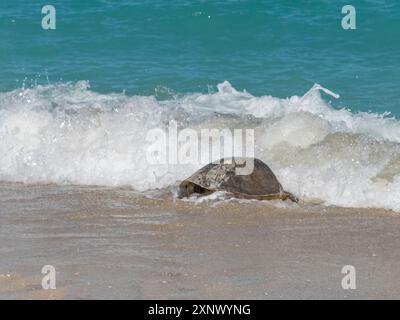 Una femmina adulta di tartaruga marina verde (Chelonia mydas), che arriva a riva per nidificare su Isla Espiritu Santo, Mare di Cortez, Messico, Nord America Foto Stock