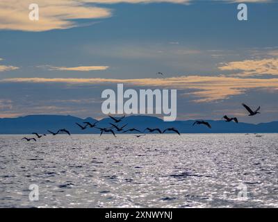 Pellicani bruni adulti (Pelecanus occidentalis), in formazione in volo vicino a Isla Tortuga, bassa California, Messico, Nord America Foto Stock
