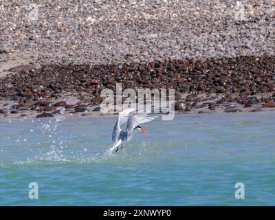 Adulti: Elegante terna (Thalasseus elegans), tuffati per pescare a Isla Carmen, Baja California Sur, Mare di Cortez, Messico, Nord America Foto Stock