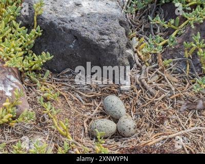 Gabbiano dai piedi gialli (Larus livens), uova in nido su Isla Coronado, Baja California Sur, Mare di Cortez, Messico, Nord America Foto Stock