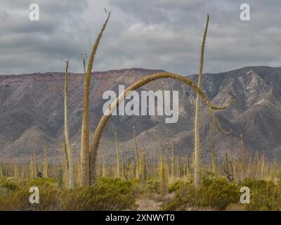 Boojum Tree (Fouquieria columnaris), appena fuori Bahia de los Angeles, Baja California, Mare di Cortez, Messico, Nord America Foto Stock