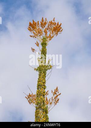 Boojum Tree (Fouquieria columnaris), appena fuori Bahia de los Angeles, Baja California, Mare di Cortez, Messico, Nord America Foto Stock