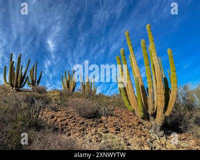 Il gigante messicano cardon (Pachycereus pringlei), a Isla San Esteban, bassa California, Mare di Cortez, Messico, Nord America Foto Stock