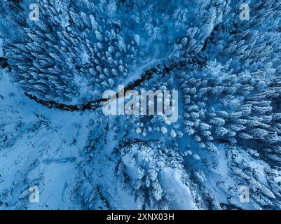 Antenna di una foresta invernale, Schwangau, Fussen, Svevia, Alpi Bavaresi, Baviera, Germania, Europa Foto Stock