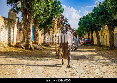 Camel caravan a piedi con legna da ardere attraverso Keren, Eritrea, Africa Foto Stock