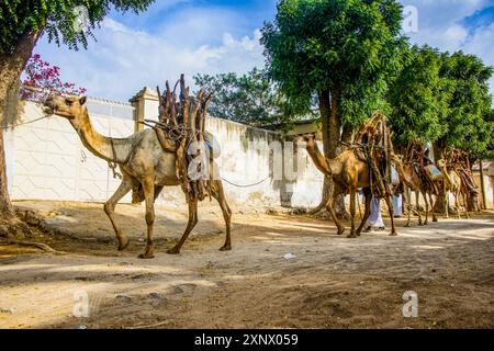 Camel caravan a piedi con legna da ardere attraverso Keren, Eritrea, Africa Foto Stock