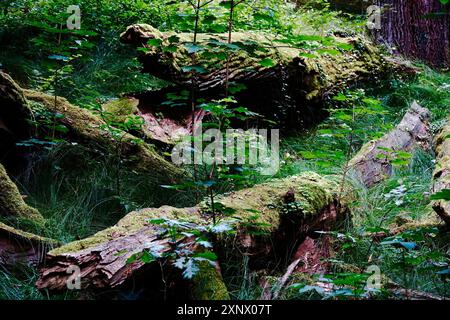 Riserva naturale Tiefental nei pressi di Koenigsbrueck in estate, Lusazia occidentale, Sassonia, Germania Foto Stock