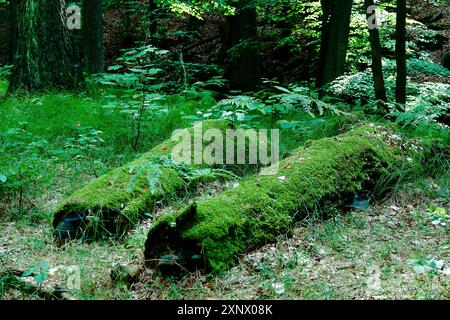 Riserva naturale Tiefental nei pressi di Koenigsbrueck in estate, Lusazia occidentale, Sassonia, Germania Foto Stock