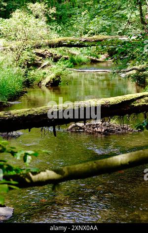 Riserva naturale Tiefental nei pressi di Koenigsbrueck in estate, Lusazia occidentale, Sassonia, Germania Foto Stock