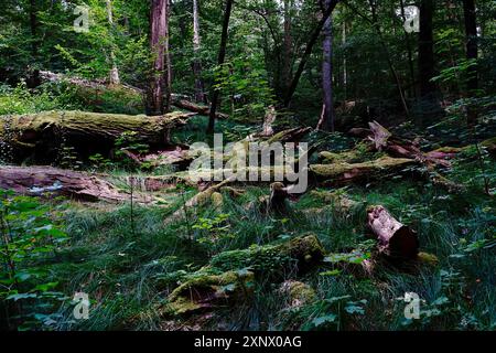 Riserva naturale Tiefental nei pressi di Koenigsbrueck in estate, Lusazia occidentale, Sassonia, Germania Foto Stock