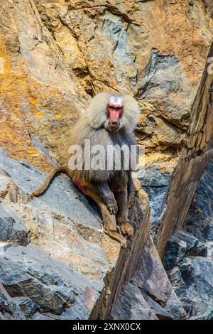 Hamadryas baboon (Papio hamadryas), lungo la strada che da Massaua ad Asmara, Eritrea, Africa Foto Stock