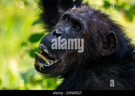 Scimpanzé (Pan troglodytes), parco nazionale di Gombe Stream, lago Tanganica, Tanzania, Africa orientale, Africa Foto Stock