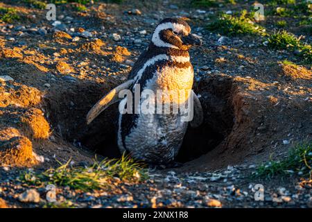Pinguino di Magellano (Spheniscus magellanicus), isola di Magdalena, regione di Magallanes, Punta Arenas, Cile, sud America Foto Stock