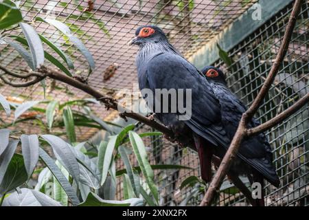 Piccione azzurro del Madagascar (Alectroenas madagascariensis), Vogelpark Walsrode, bassa Sassonia, Germania Foto Stock