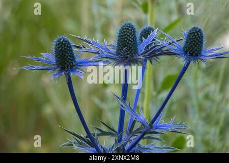 Eryngium planum, Blue hobbit, Sea holly, thistle, Muensterland, Renania settentrionale-Vestfalia, Germania Foto Stock