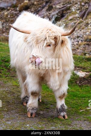 Bovini delle Highland a Huisinish (Hushinish), Isola di Harris, Ebridi esterne, Scozia, Regno Unito, Europa Foto Stock