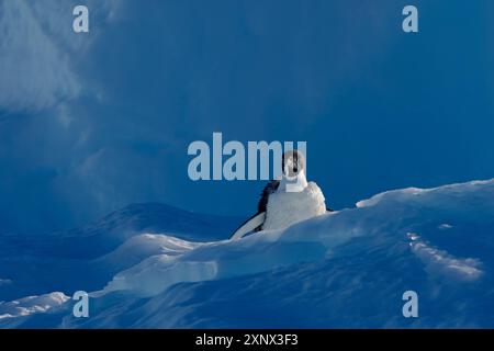 Pinguino di Adelie che perde piume sul ghiaccio, Antartide, regioni polari Foto Stock