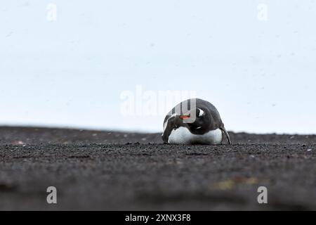 Pinguino di Gentoo disteso nelle nevi, Antartide, regioni polari Foto Stock