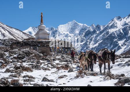 Branco di muli che cammina di fronte a uno stupa con cime d'alta quota, Gangchempo, Kyanjin Gompa, trekking nella valle di Langtang, Himalaya, Nepal, Asia Foto Stock