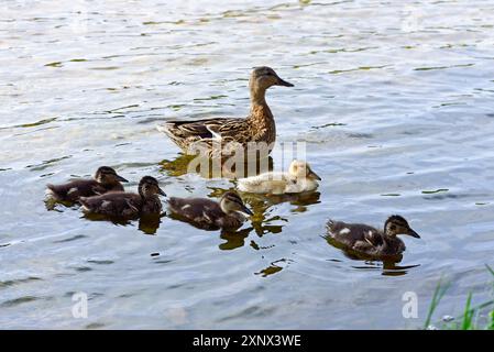 Maschili e anatroccoli sul bordo del lago Lusiai a Paluse, Parco Nazionale Aukstaitija, Lituania, Europa Foto Stock