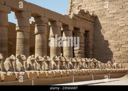 Sfingi con testa di RAM, Gran Corte, complesso del tempio di Karnak, sito patrimonio dell'umanità dell'UNESCO, Luxor, Egitto, Nord Africa, Africa Foto Stock