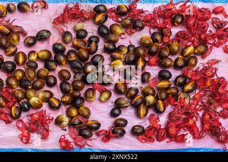 Semi di noce moscata e maca, l’aril (la copertura dei semi) destinato a spezie essiccate e aromatiche e alle principali colture della zona, Ulu, Siau Island, Sangihe Arcipelago, Sulawesi settentrionale, Indonesia Foto Stock