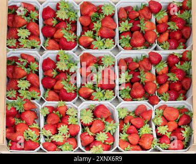 Fragole fresche (Fragaria) scelte in vassoi di cartone, Baviera, Germania Foto Stock