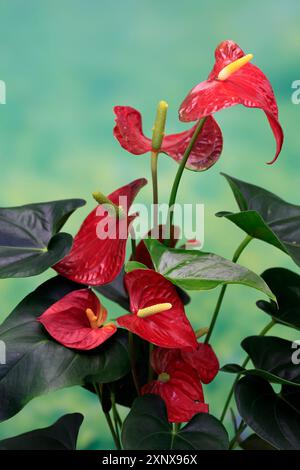 Fiore di fenicottero (Anthurium), fioritura, pianta di casa, Ellerstadt, Germania Foto Stock