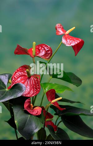 Fiore di fenicottero (Anthurium), fioritura, pianta di casa, Ellerstadt, Germania Foto Stock