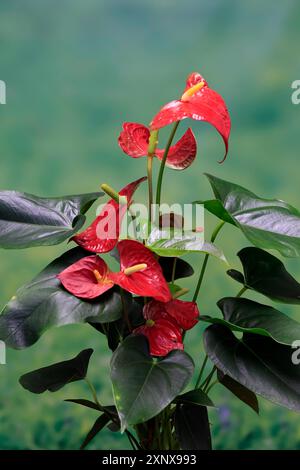 Fiore di fenicottero (Anthurium), fioritura, pianta di casa, Ellerstadt, Germania Foto Stock